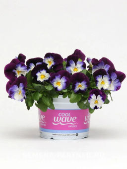 Виола ампельная Кул Вэйв Вайлет Винг - Партнер фото 4