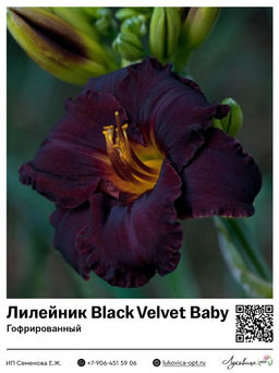 Лилейник Black Velvet Baby (Гофрированный)