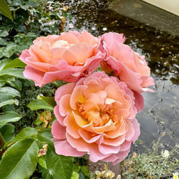 Роза Мари Кюри