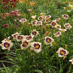 Лилейник Celebration of Angels (Селебрэйшн оф Энджелс) - Долина роз фото 4