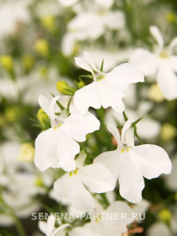 Лобелия ампельная Регатта Уайт - Партнер фото 3