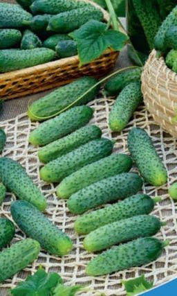 Огурец КОЗА-ЕГОЗА F1 Огурчики короткие, ровные, долго не перерастают! Вкусовые качества превосходные! Без горечи! Хорош для маринования и консервирования!