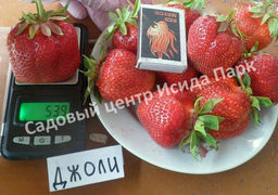 Джоли (средний) Выдающийся сорт! 10 штук - 1000корней фото 2