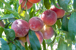 Персик Память Симиренко - Долина роз фото 2