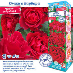 Роза Омаж а Барбара (Чайно-гибридная) 1шт
