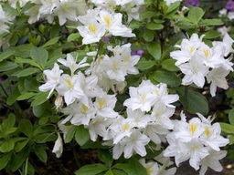 Азалия крупноцветковая Oxydol (Оксидол) - Долина роз фото 5