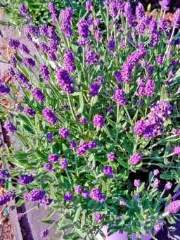 Лаванда blue scent 1 год ЗКС тара 0,5л