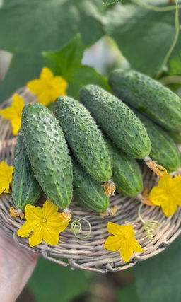 Огурец ПИЖОН F1  Сплошь увешан хрустящими, тёмно-зелёными огурчиками! Пучковая завязь!