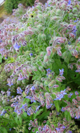 Бораго АПРЕЛЬСКИЙ Яркий аромат свежести! Сочетает овощные и декоративные качества! Источник бодрости и здоровья!