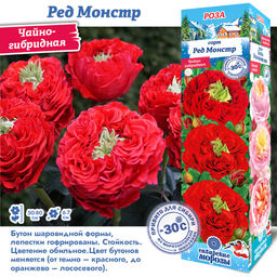 Роза Ред Монстр (Чайно-гибридная) 1шт
