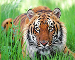 Алмазная мозаика на подрамнике 40x50 Тигр / YSH0003 /уп 30/полное заполнение - Галеонтрейд фото 2