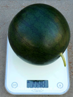 Арбуз Динамит - Партнер фото 5