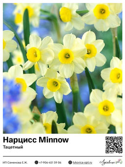 Нарцисс Minnow (Тацетный / Букетный)