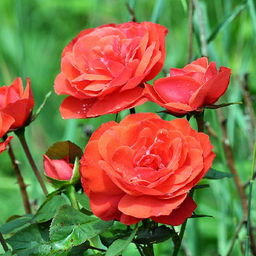 R494 ТРОПИКАНА