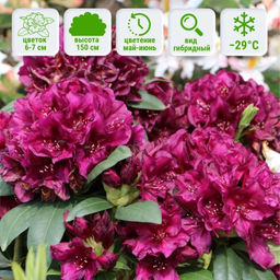 Рододендрон Поларнахт