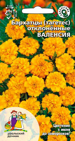 Бархатцы ВАЛЕНСИЯ