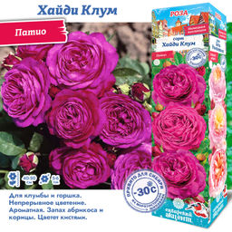 Роза Хайди Клум (Патио) 1шт