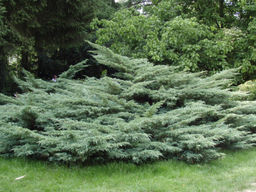 Можжевельник средний Пфитцериана Глаука - Долина роз фото 3