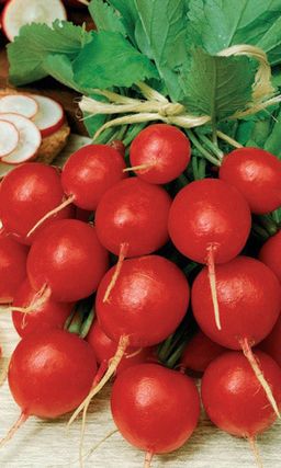 Редис АСКАНИЯ  Скороспелый, жаростойкий сорт! Не дрябнет и не стрелкуется! Всесезонный!