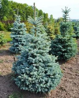Ель колючая Глаука (С2)