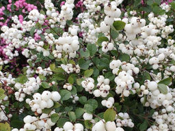 Снежноягодник белый - Долина роз фото 2