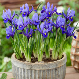 Ирис Гармония 5 шт