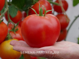 Томат Прекрасная Леди F1 - Партнер фото 2
