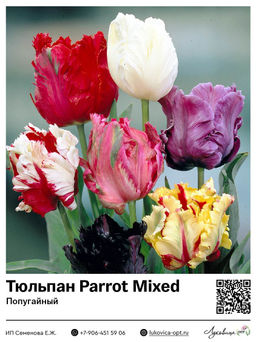 Тюльпан Parrot Mixed (Попугайный)