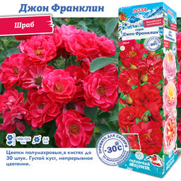 Роза Джон Франклин (Канадская/Шраб) 1шт