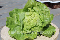 Салат кочанный Лука - Партнер фото 6