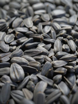 Семечки (624) СОЛЕНЫЕ подсолнечника обжаренные вес 100 г (Мишкино)