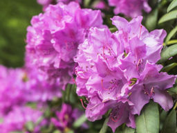 Рододендрон Катевбинский Грандифлорум - Долина роз фото 6