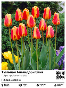 Тюльпан Apeldoorns Elite (Гибрид Дарвина) - Голландские луковицы фото 2