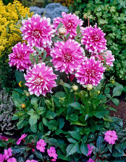 Георгина Jean Marie (Декоративная) - Голландские луковицы фото 2