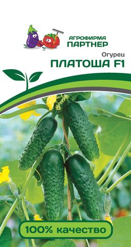 Огурец партенокарпический Платоша