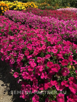 Петуния Ма Шери Фиона полуампельная глубокий розовый - Партнер фото 8