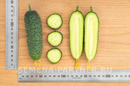 Огурец партенокарпический Бьерн - Партнер фото 7