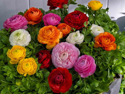 Лютик смесь (Ranunculus Mix) 10шт