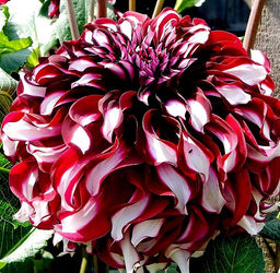 ГЕОРГИНА Икс Фактор Разбор I Кол-во упак., шт 1