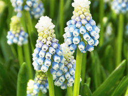 Мускари Mount Hood (Маунт Худ) 5шт - Долина роз фото 2