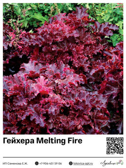 Гейхера Melting Fire (Мелкоцветная)