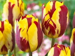 Тюльпан Twister (Твистер) - Долина роз фото 2