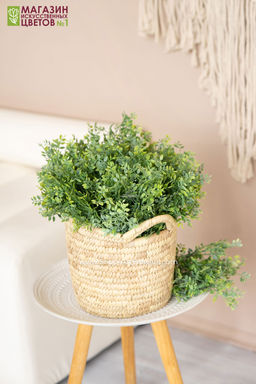 103 Листья фисташки, куст - Без тм фото 8