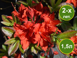 Азалия крупноцветковая Doloroso (Долоросо)