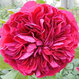 Роза флорибунда Ля Роз Де Катр Ван - 7цветов фото 2