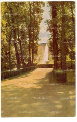 Открытка Ленинград  Петродворец.. Аллея парка