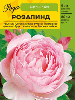 Роза Розалинд (Английская) С ЦВ.НАКЛЕЙКОЙ 1шт