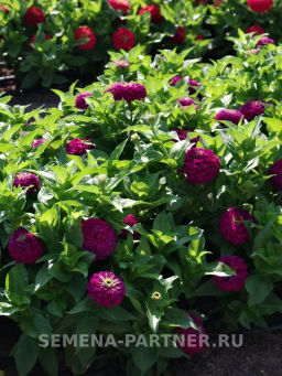 Цинния георгиновидная Фэнтези Византийский Пурпур - Партнер фото 3