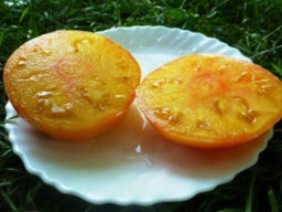 Помидоры COPIA — Копиа