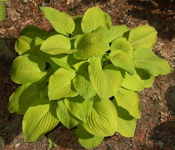 ХОСТА Аугуст Мун Разбор 1 n Кол-во упак., шт 1